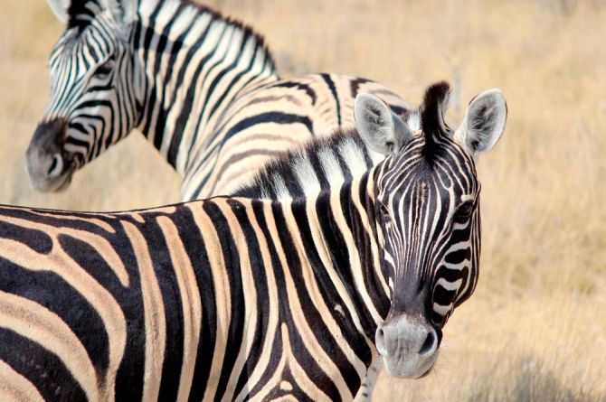 Фотообои Настороженные зебры