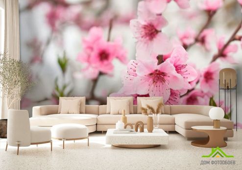 выбрать Фотообои Вишневые цветки весной Розовые фотообои на стену