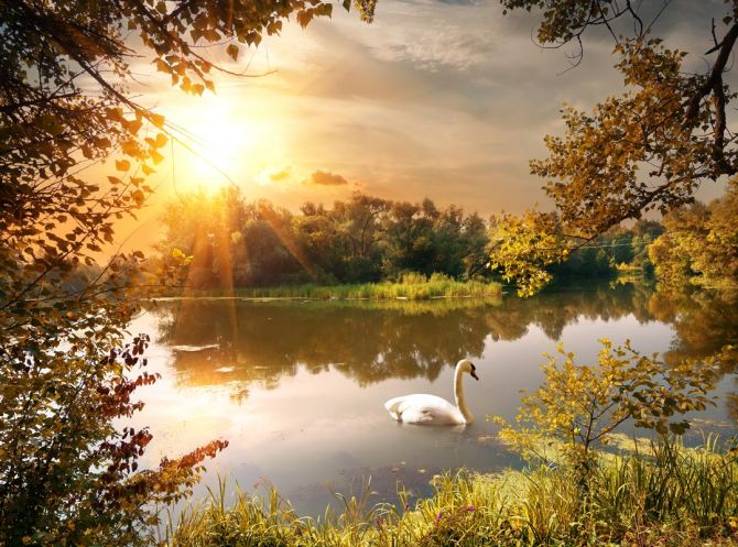 Фотообои лебедь на озере