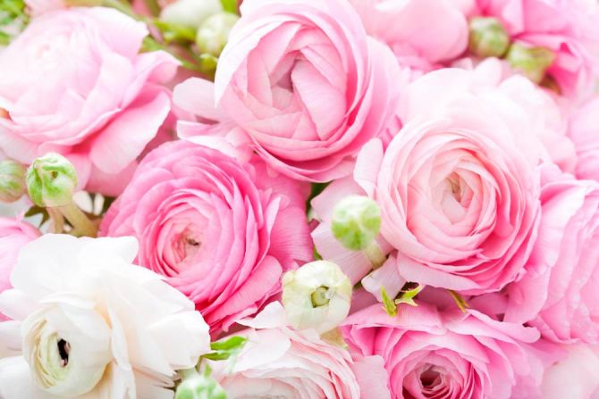 Фотообои Букет розовых пионов