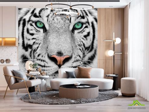 выбрать Фотообои Красавец тигр Фотообои Фотообои Тигры: квадратная ориентация на стену