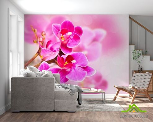 выбрать Фотообои Орхидея Фотообои Фотообои Цветы: горизонталная, горизонтальная, картинка ориентация на стену