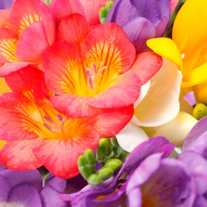 Фотообои Закругленные тюльпаны