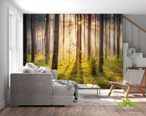 выбрать Фотообои Закат в лесу Фотообои, цвет: «горизонталная, горизонтальная» на стену