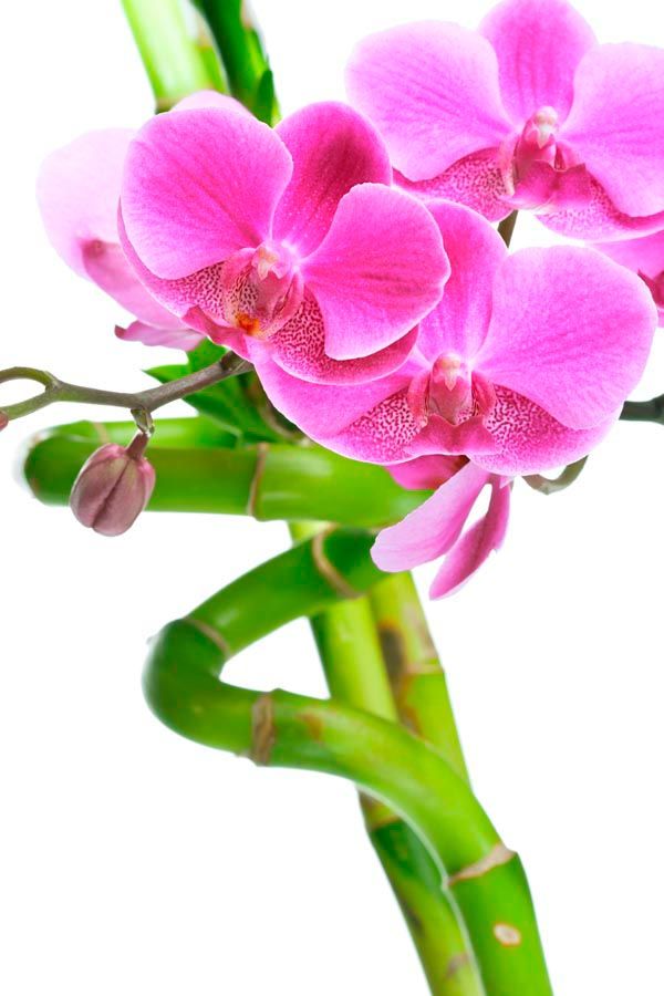 Фотошпалери Орхідея і бамбук