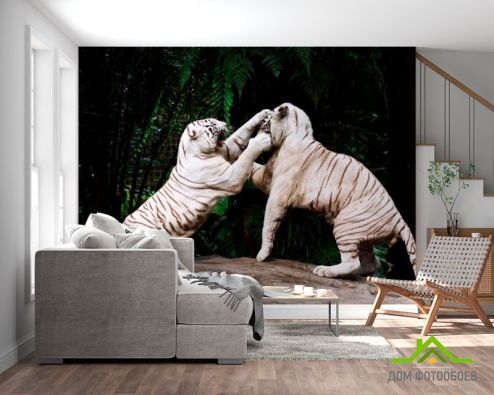 выбрать Фотообои Драка белых тигров Фотообои Тигры на стену