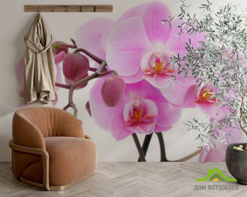 выбрать Фотообои Орхидеи на белом Фотообои, цвет: «» на стену