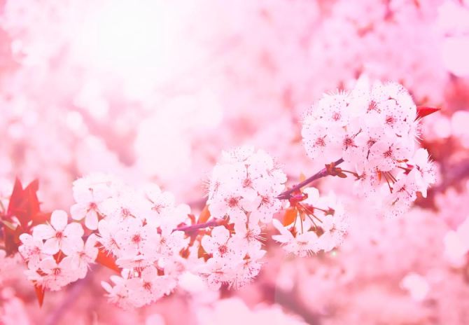 Фотообои Розовый вишневый цвет