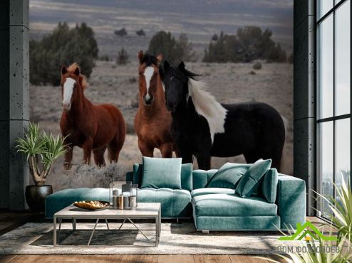 выбрать Фотообои Три лошади Фотообои Фотообои Животные: горизонталная, горизонтальная ориентация на стену