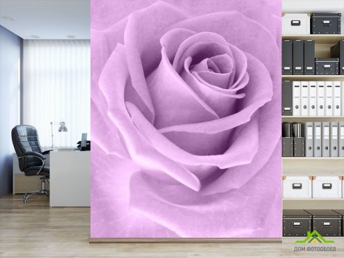 выбрать Фотообои сиреневая роза Фотообои, цвет: «вертикальная» на стену