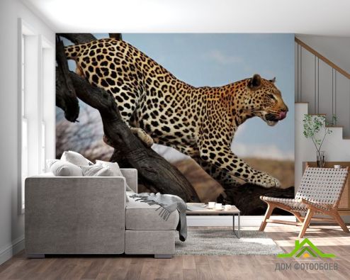 выбрать Фотообои Охотящийся гепард Фотообои Животные на стену