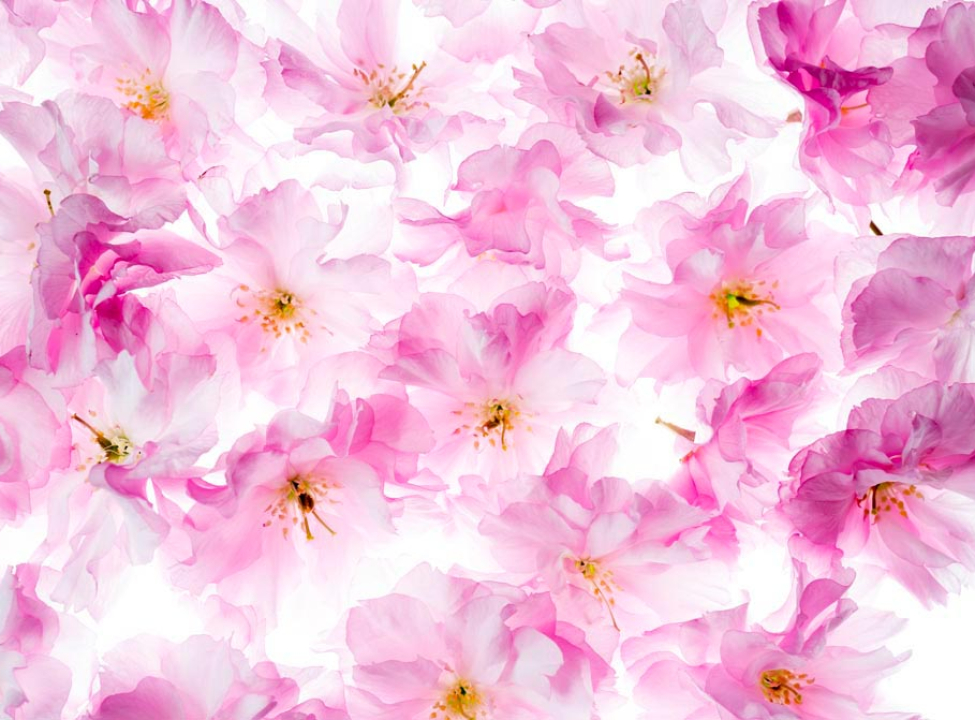 выбрать Фотошпалери Акварельні квіти Каталог фотошпалер на стіну