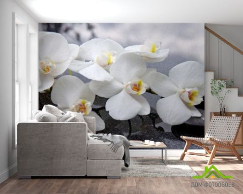 выбрать Фотошпалери білі орхідеї на чорних каменях Фотошпалери Фотошпалери Квіти: квадратна, горизонтальна орієнтація на стіну