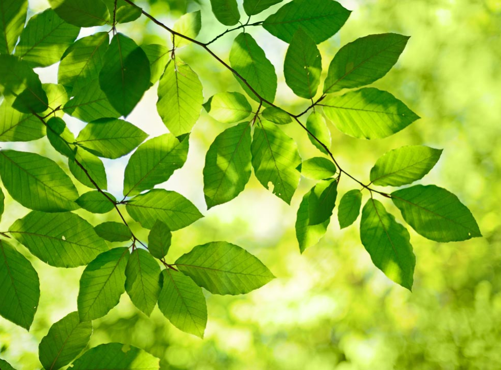 выбрать Фотообои зеленые листья на дереве Каталог фотообоев на стену