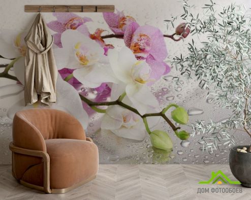 выбрать Фотообои орхидеи на фоне с каплями Фотообои Цветы на стену