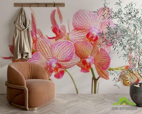выбрать Фотообои Бежево-розовые орхидеи Фотообои Фотообои Орхидеи: фото, розовый  на стену
