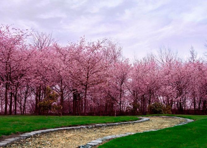 Фотообои Цветущие вишни