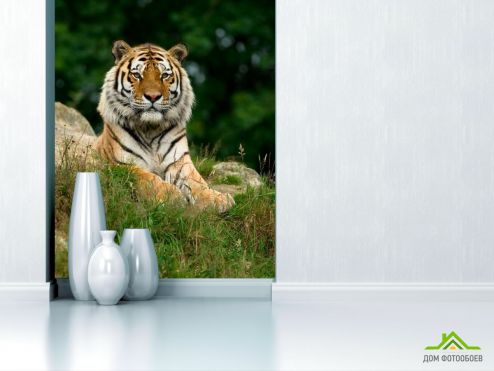 выбрать Фотообои Величественный тигр Фотообои Фотообои Тигры: фото  на стену