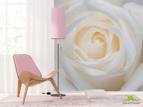 выбрать Фотообои Распустилась белая роза Фотообои Розы на стену