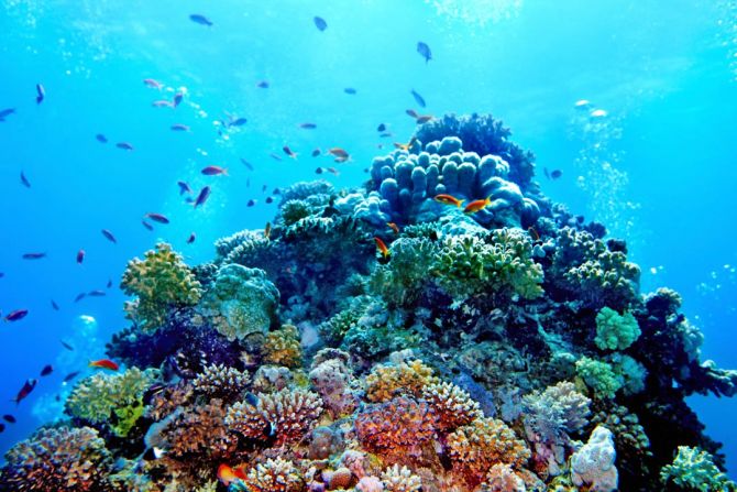 Фотошпалери Корали на дні моря