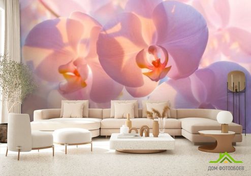выбрать Фотообои Бледно-кремовые орхидеи Фотообои Орхидеи на стену