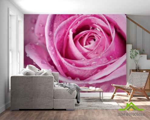 выбрать Фотообои Роса на розе Фотообои Фотообои Цветы: розовый на стену