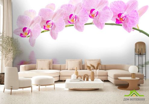 выбрать Фотообои Отражение орхидей Фотообои Фотообои Орхидеи: фото  на стену