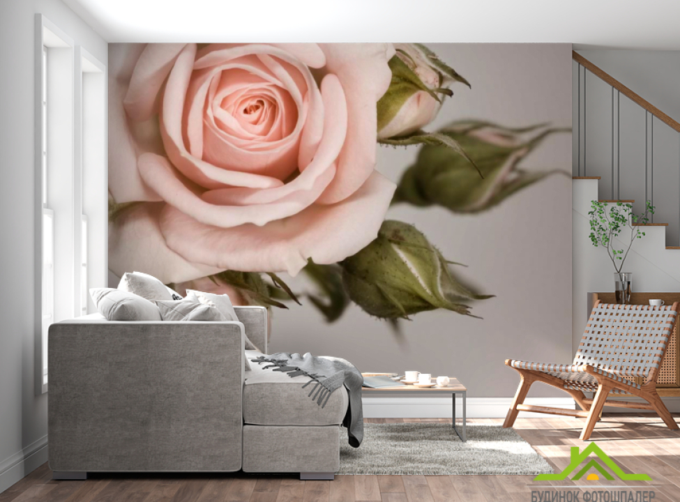 выбрать Фотообои Кремовые роза и бутоны Каталог фотообоев на стену
