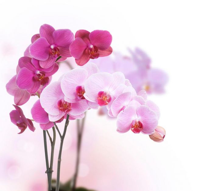 Фотошпалери Білі і рожеві орхідеї