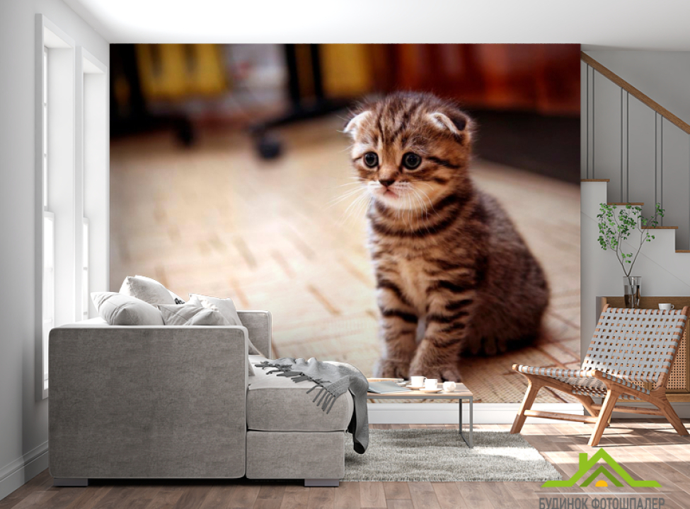 выбрать Фотообои Грустный котенок Каталог фотообоев на стену