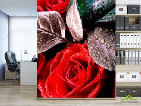 выбрать Фотообои Алая распустившаяся роза Красные фотообои на стену