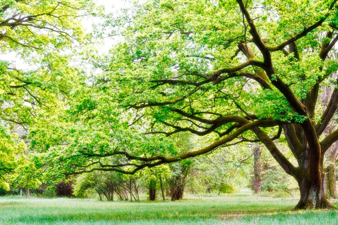 Фотошпалери Багато гілок, дерево