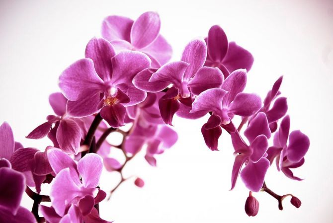 Фотошпалери Орхідея