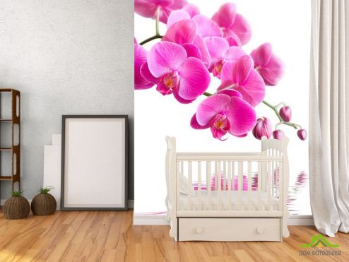 выбрать Фотообои Орхидеи малиновые Фотообои Фотообои Цветы:  на стену