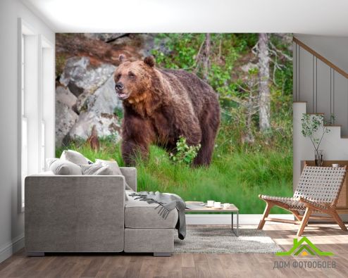 выбрать Фотообои Медведь в лесу Фотообои Медведи на стену