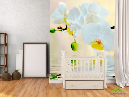 выбрать Фотообои Белоснежные орхидеи в воде Фотообои Орхидеи на стену