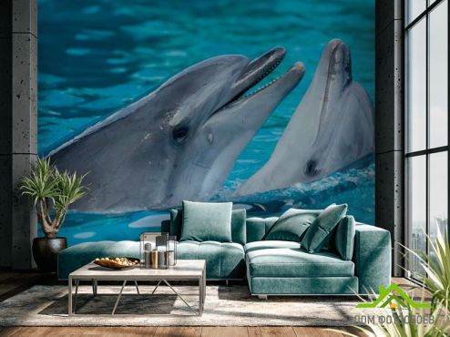 выбрать Фотошпалери Ніжність дельфінів Блакитні фотошпалери на стіну