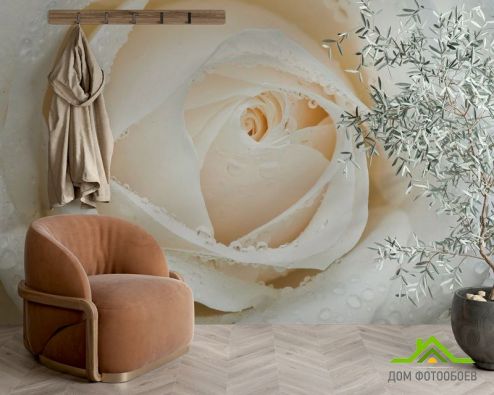 выбрать Фотообои Белая роза макро-съемка Фотообои Фотообои Цветы: фото  на стену