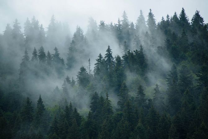 Фотошпалери ліс в тумані