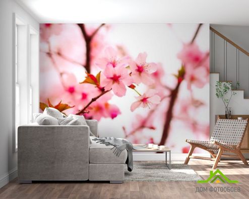 выбрать Фотообои Цветы вишни весной Розовые фотообои на стену