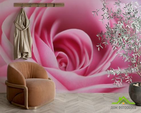 выбрать Фотошпалери Рожева бліда троянда Фотошпалери Фотошпалери Квіти: рожевий на стіну