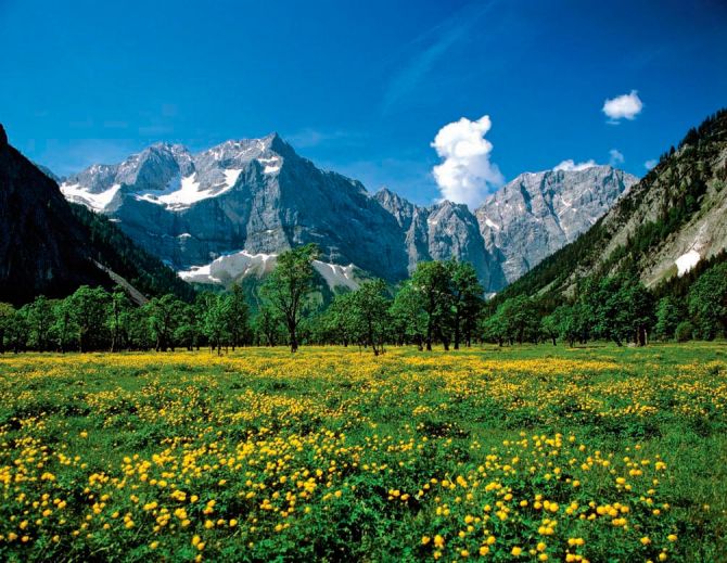 Фотообои Цветочный луг горы