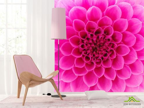 выбрать Фотообои Сотовый цветок малиновый Фотообои Фотообои Цветы: квадратная, фото ориентация на стену