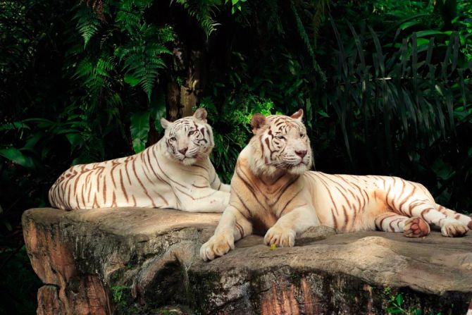 Фотошпалери Сімейство білих тигрів