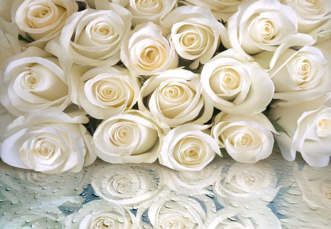 Фотошпалери Білі троянди з росою