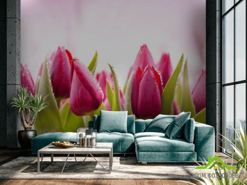 выбрать Фотошпалери Рожеві тюльпани  на стіну