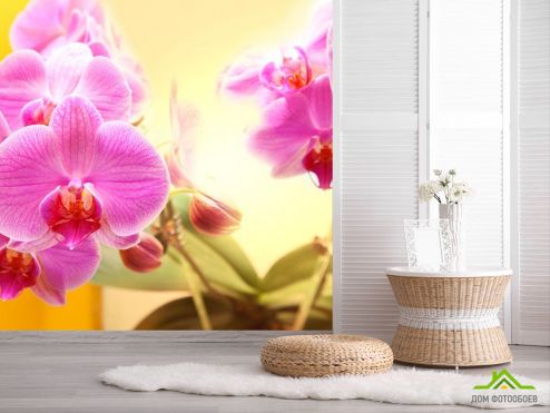 выбрать Фотошпалери рожеві орхідеї на жовтому фоні  на стіну