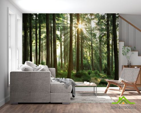 выбрать Фотообои лес со стройными деревьями Фотообои Природа на стену