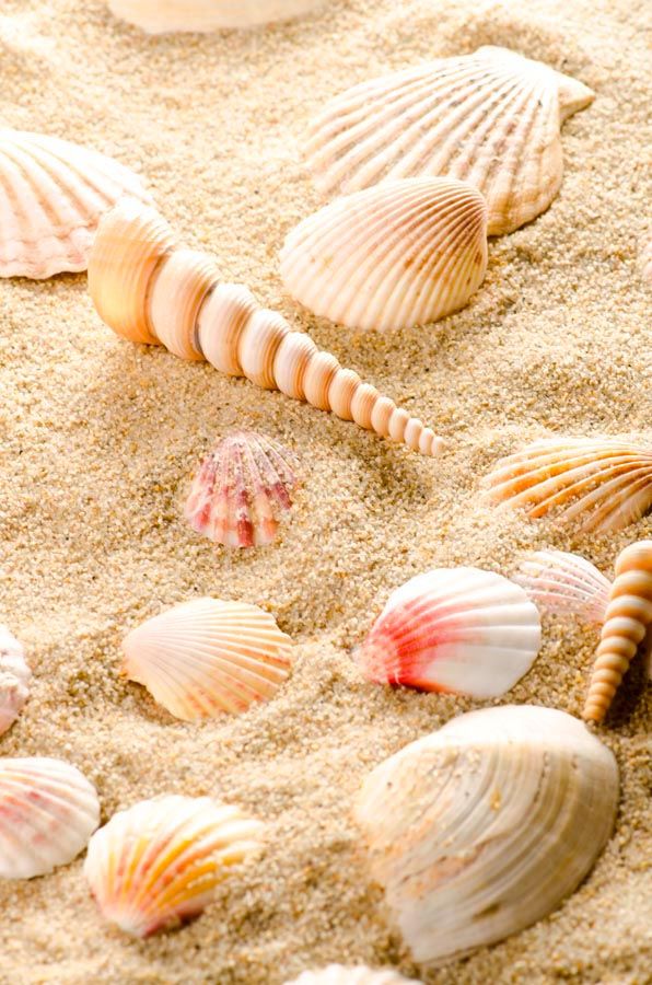 Фотообои Ракушки в песке
