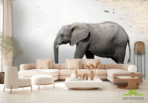 выбрать Фотообои Слон в пустыне Фотообои Фотообои Животные: Слоны, горизонталная, горизонтальная на стену